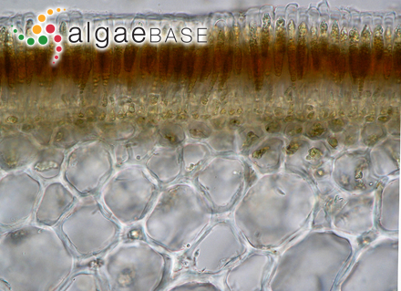 Chondriopsis riparia J.Agardh