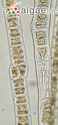 Bangia fuscopurpurea (Dillwyn) Lyngbye