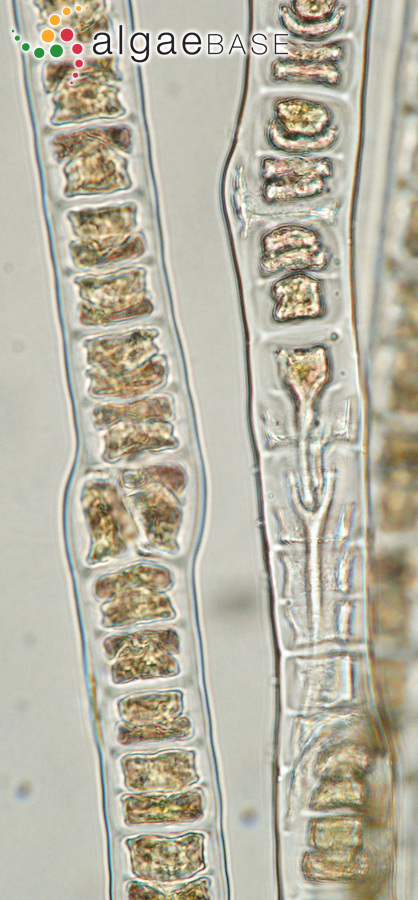 Bangia fuscopurpurea (Dillwyn) Lyngbye