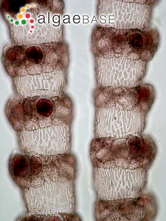 Ceramium cimbricum H.E.Petersen