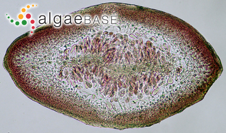 Gelidium corneum (Hudson) J.V.Lamouroux