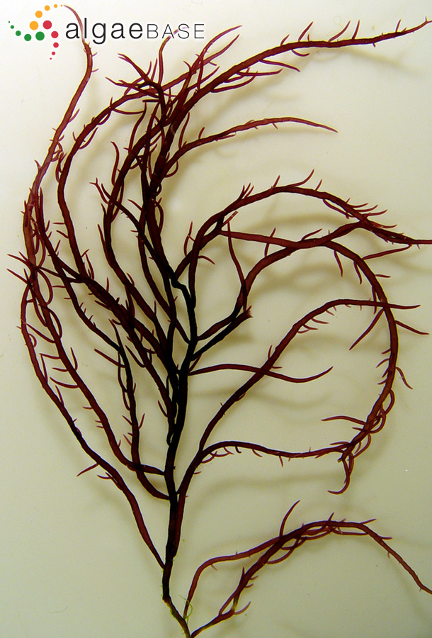 Gracilaria vermiculophylla (Ohmi) Papenfuss