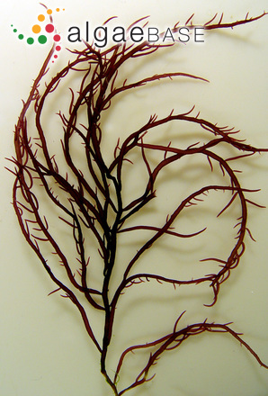 Gracilaria vermiculophylla (Ohmi) Papenfuss
