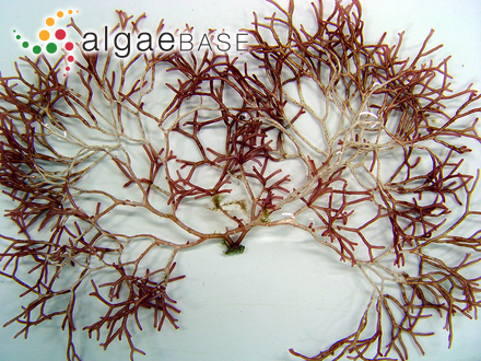 Liagora viscida (Forsskål) C.Agardh