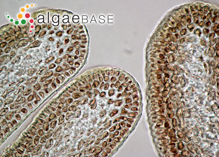 Pterocladiella capillacea (S.G.Gmelin) Santelices & Hommersand