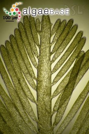 Bryopsis pennata J.V.Lamouroux