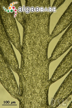 Bryopsis pennata J.V.Lamouroux