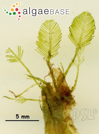 Bryopsis pennata J.V.Lamouroux