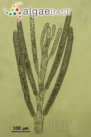 Bryopsis salvadoreana E.Y.Dawson