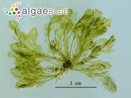 Bryopsis salvadoreana E.Y.Dawson