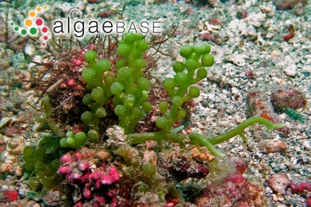 Caulerpa racemosa var. macrophysa (Kützing) W.R.Taylor