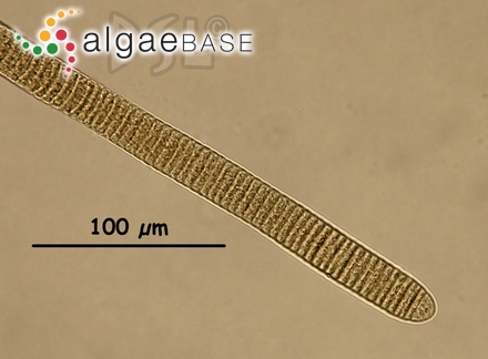 Oscillatoria margaritifera Kützing ex Gomont