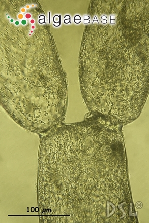 Chlorodesmis caespitosa J.Agardh