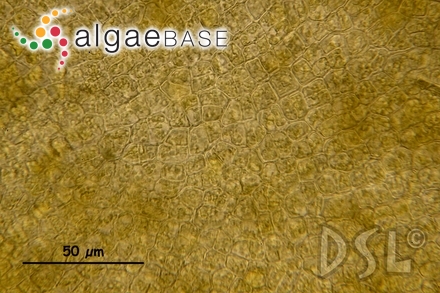 Pseudochnoospora implexa (J.Agardh) Santiañez, G.Y.Cho & Kogame