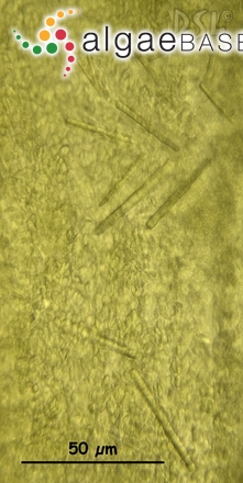 Chlorodesmis caespitosa J.Agardh