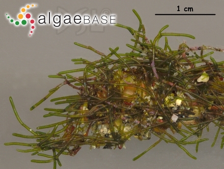 Cladophoropsis herpestica (Montagne) M.Howe