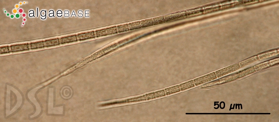 Oxynema acuminatum (Gomont) Chatchawan, Komárek, Strunecky, Smarda & Peerapornpisal