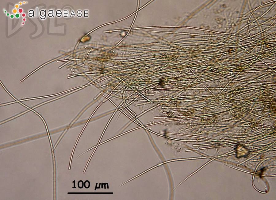 Oxynema acuminatum (Gomont) Chatchawan, Komárek, Strunecky, Smarda & Peerapornpisal