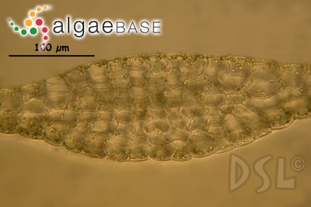 Dictyopteris plagiogramma (Montagne) Möbius
