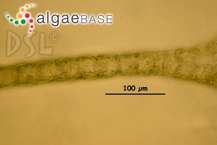 Dictyopteris plagiogramma (Montagne) Möbius