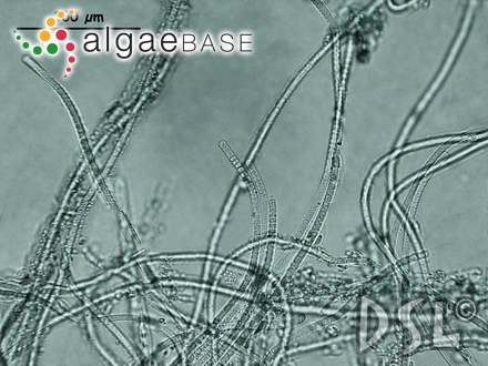 Phormidium retzii Kützing ex Gomont