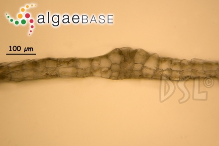 Ptilota densa C.Agardh