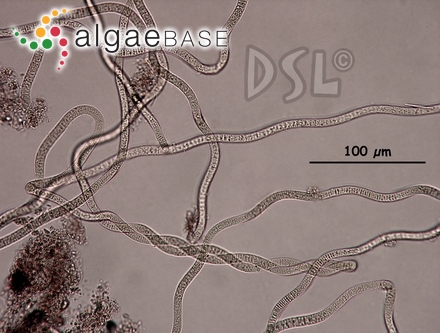 Spirulina breviarticulata (Setchell & N.L.Gardner) Geitler