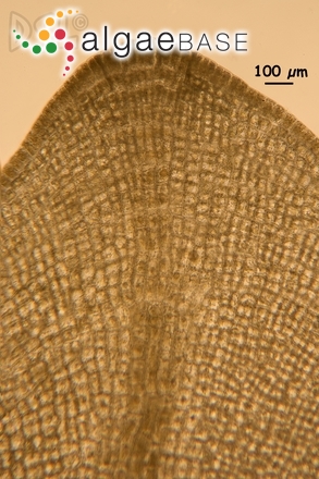 Dictyopteris repens (Okamura) Børgesen