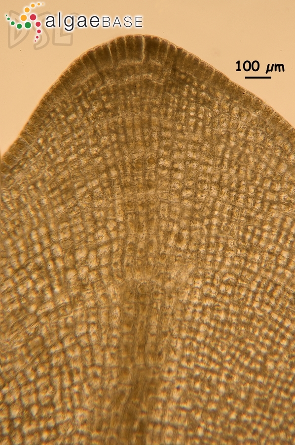 Dictyopteris repens (Okamura) Børgesen