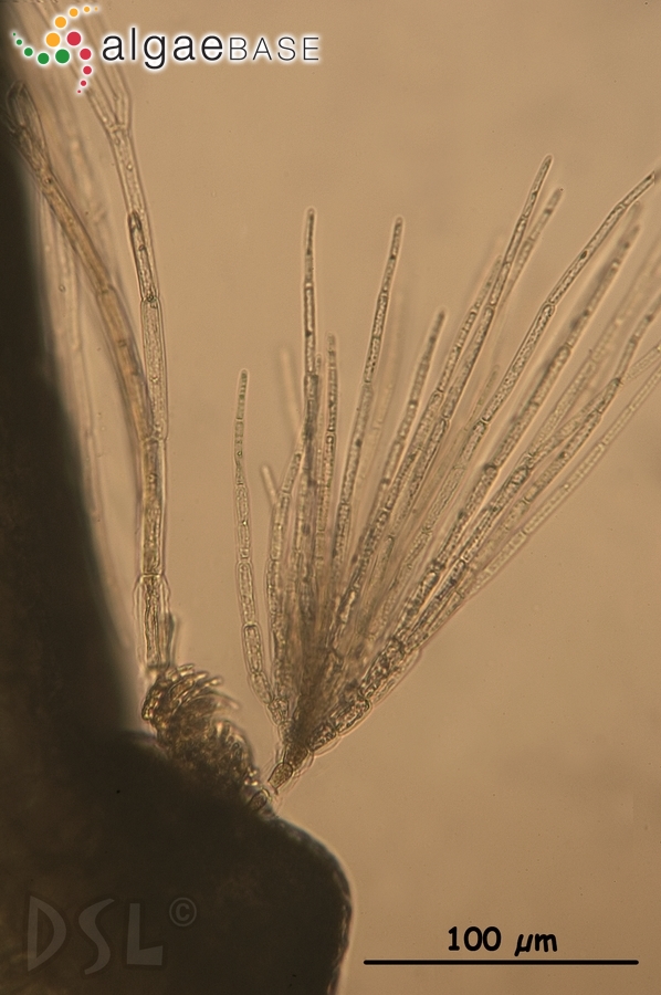 Acanthophora spicifera (M.Vahl) Børgesen