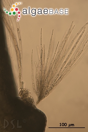 Acanthophora spicifera (M.Vahl) Børgesen