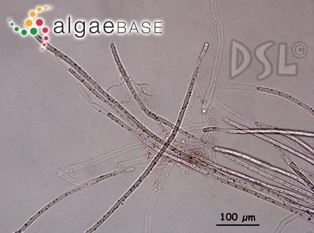 Fucus harveyanus Decaisne