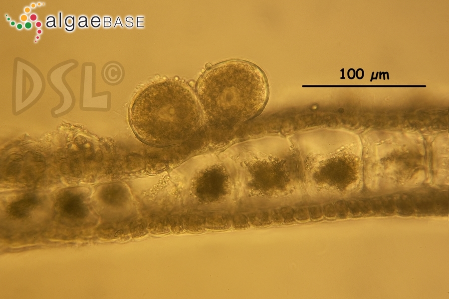 Dictyota stolonifera E.Y. Dawson