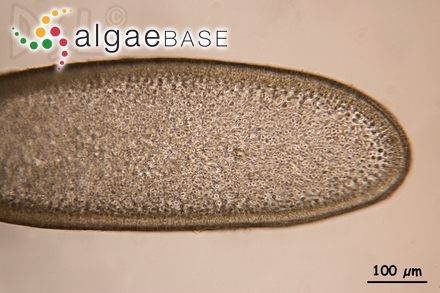 Ahnfeltiopsis pygmaea (J.Agardh) P.C.Silva & DeCew