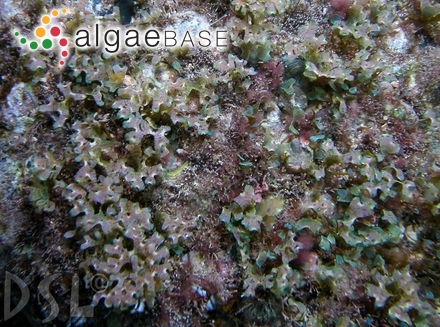 Rhodymenia attenuata E.Y.Dawson