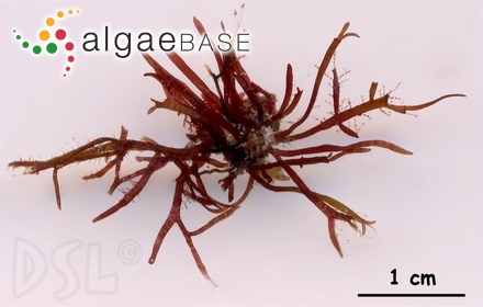 Ahnfeltiopsis pygmaea (J.Agardh) P.C.Silva & DeCew