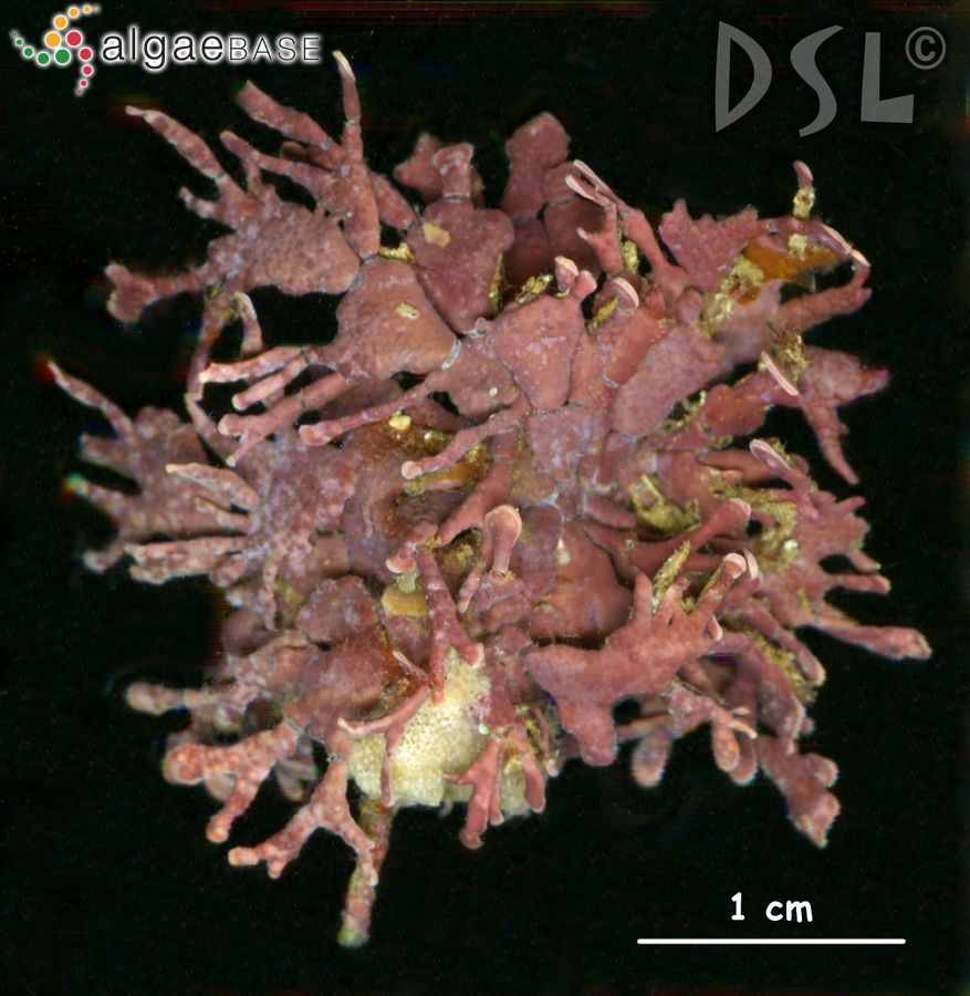 Amphiroa foliacea J.V.Lamouroux