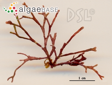 Amphiroa magdalenensis E.Y.Dawson