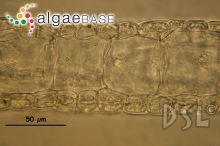 Dictyota humifusa Hörnig, Schnetter & Coppejans