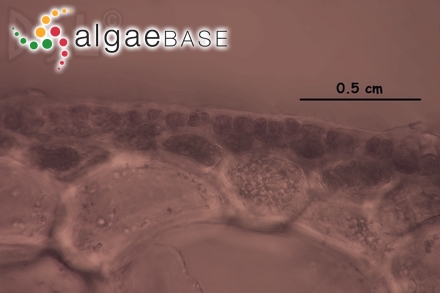 Plocaria crassissima P.Crouan & H.Crouan