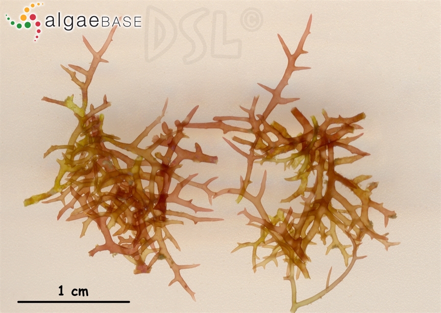 Hypnea nidulans Setchell