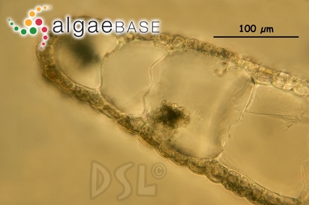 Polysiphonia pecten-veneris Harvey