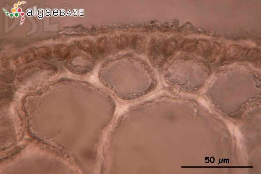 Hypnea spinella (C.Agardh) Kützing