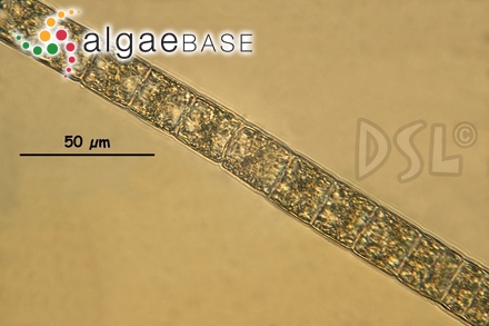 Feldmannia indica (Sonder) Womersley & A.Bailey