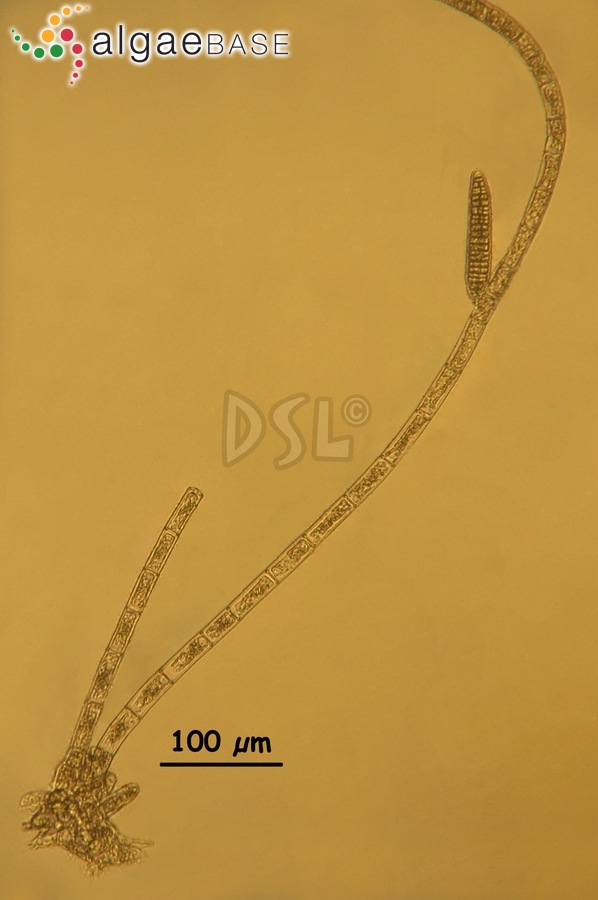 Kuetzingiella elachistiformis (Heydrich) M.Balakrishnan & Kinkar