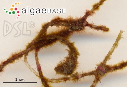 Kuetzingiella elachistiformis (Heydrich) M.Balakrishnan & Kinkar