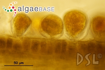 Lobophora papenfussii (W.R.Taylor) Farghaly