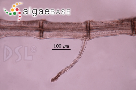 Melanothamnus tongatensis (Harvey ex Kützing) Díaz-Tapia & Maggs