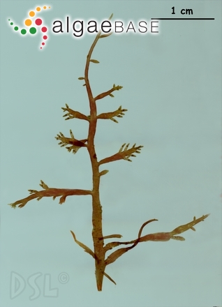 Chondria platyclada W.R.Taylor
