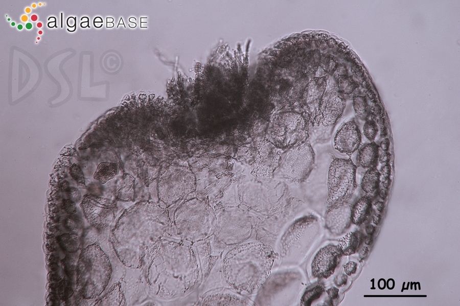 Osmundea sinicola (Setchell & N.L.Gardner) K.W.Nam
